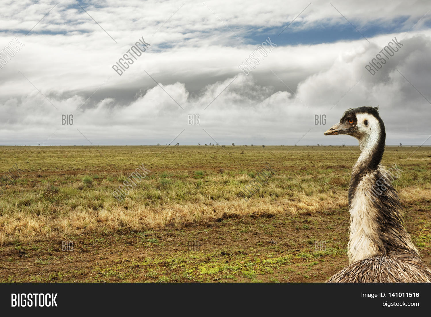 Image Preview