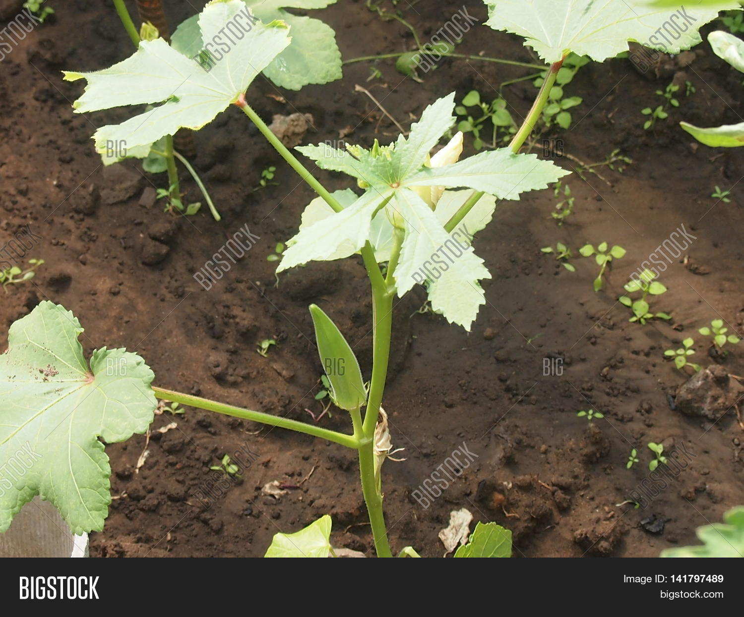 Image Preview