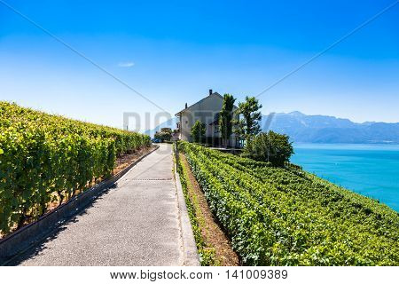 Vineyards In Lavaux Region - Terrasses De Lavaux Terraces, Switzerland