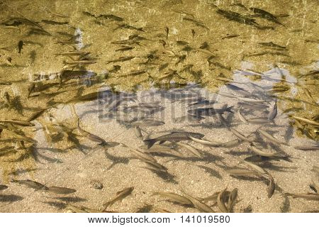 top view of masses fishes swimming in a shallow river with the pebble bottom and Skin water motion