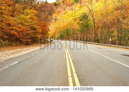 Autumn scene with road in forest