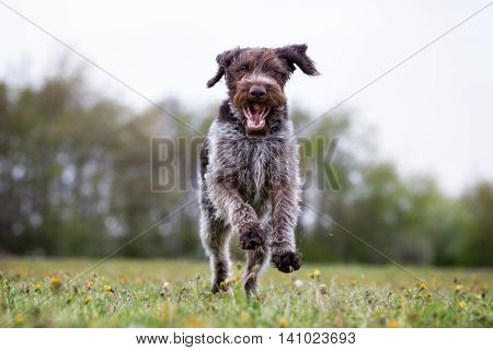 German Wirehaired Dog Running Outdoors In Nature