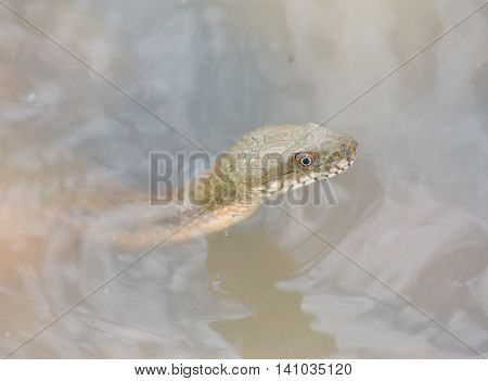 The floating head of a snake peeping out of the water