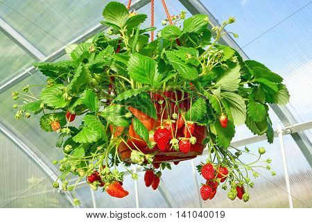 Ripe Garden Strawberry In Pot Hanging In Greenhouse