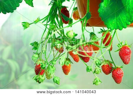 Ripe Garden Strawberry In Pot Hanging In Greenhouse
