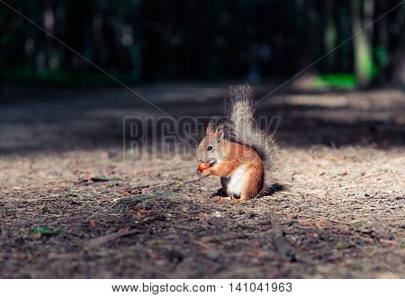 Little Squirrel in the forest eating hazelnuts