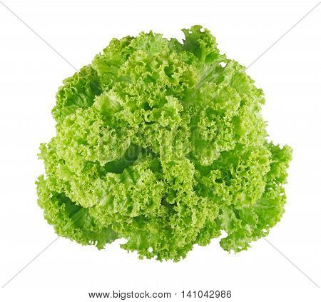 Studio shot of ripe lettuce with green leaves isolated on white background. Closeup of fresh organic vegetable food, diet concept