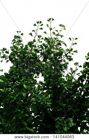 Branches with green leaves of Ginkgo Biloba on white sky background