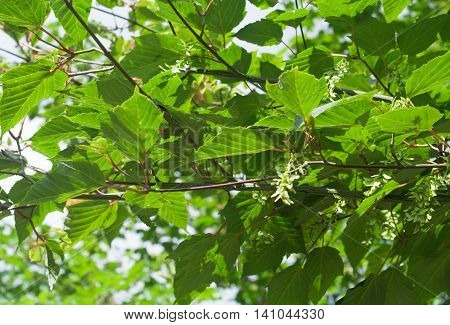 Acer Tegmentosum, Manchurian striped maple, branches with green leaves and seeds in summer daylight.