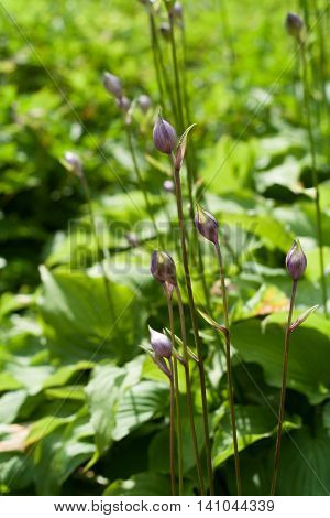 Hosta capitata nakai, plant with buds on green leaves background