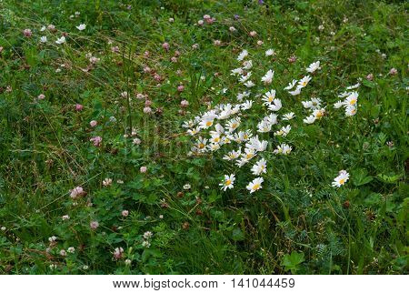 Green grass, white chamomiles and clover with water drops on it in rainy day. Grass background.