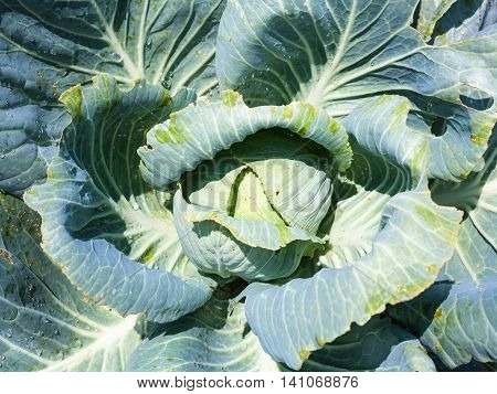 Cabbagehead Of White Cabbage In Garden
