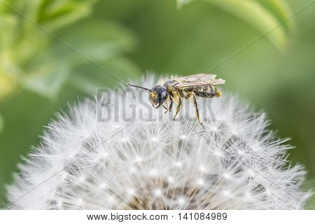 Bee on a dandelion outside at a sunny day