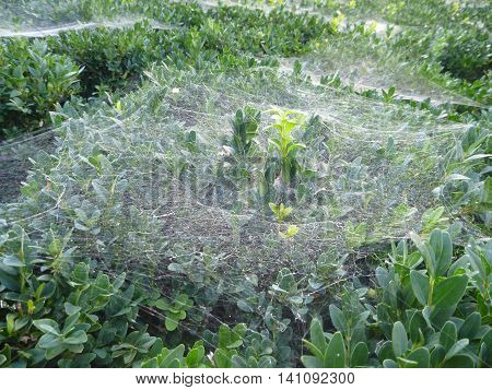 White Spider Web On A Green Bush