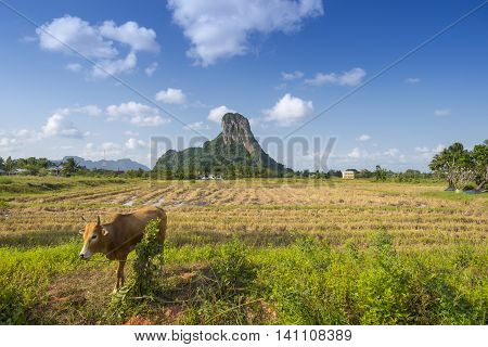Mountain is landmark in Phatthalung province name 