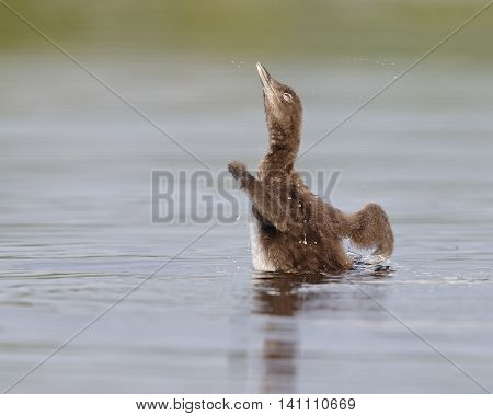 Common Loon Chick Shaking Its Wings Dry