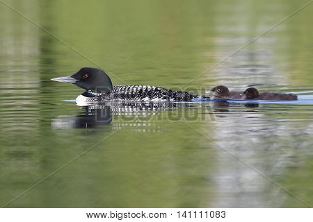 Pair Of Baby Common Loons Swimming Behind Their Parent