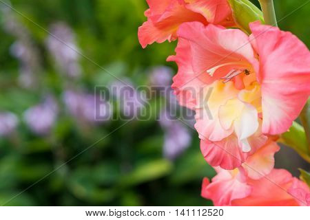 the gladiolus flower with pink petals on an indistinct green background and little insect or a beetle sits in a flower