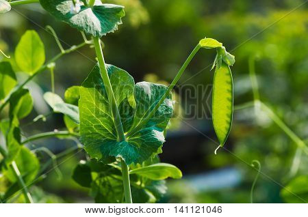 ripe pod of green peas in the garden on the farm