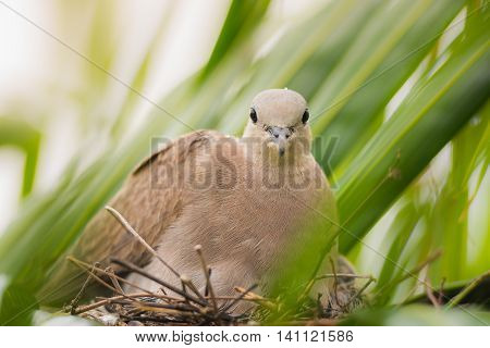 close up Dove bird sitting in the nest on a palm tree at thailand