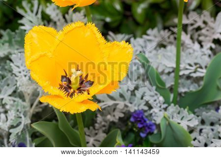 Close-up Tulip Of Anthers With Pollen Grains Of Yellow Tulip