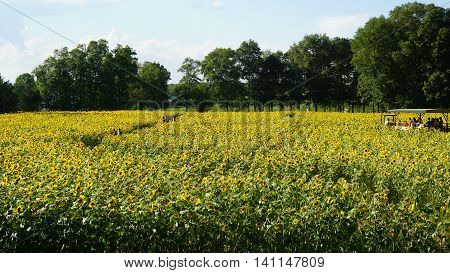 Beautiful Sunflowers in the Summer in Connecticut