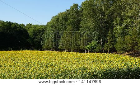Beautiful Sunflowers in the Summer in Connecticut