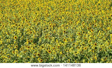 Beautiful Sunflowers in the Summer in Connecticut
