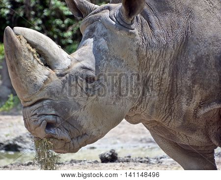 Rhinoceros also known as rhino, is a group of five extant species of odd-toed ungulates in the family Rhinocerotidae. Two of these species are native to Africa and three to southern Asia.