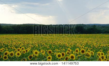Beautiful Sunflowers in the Summer in Connecticut