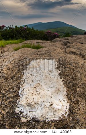 Extreme Close Up of White Blaze on Jane Bald during rhododendron bloom
