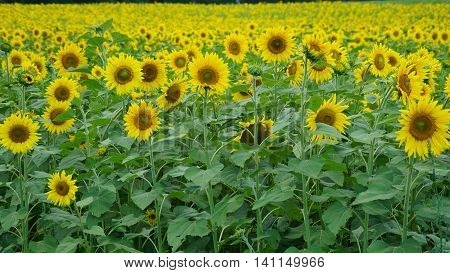 Beautiful Sunflowers in the Summer in Connecticut