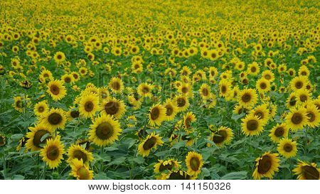 Beautiful Sunflowers in the Summer in Connecticut