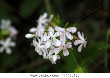 Flower of a common soapwort (Saponaria officinalis) an old medical plant that was used as alternative to soap.