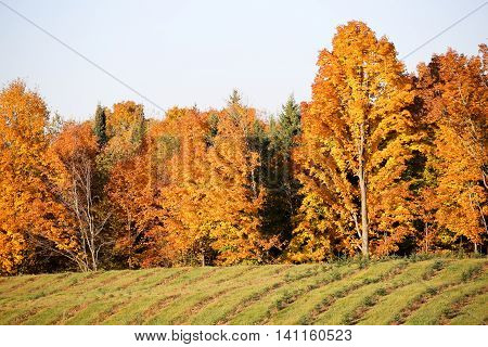 Rows of young pine trees in front of mature colorful hardwoods in Wisconsin.