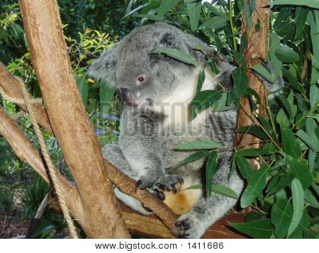 Kola Bear