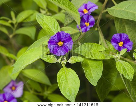 Blue potato bush Lycianthes rantonnetii flowers macro selective focus shallow DOF
