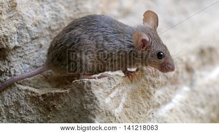 A ciute mouse on a rocky background