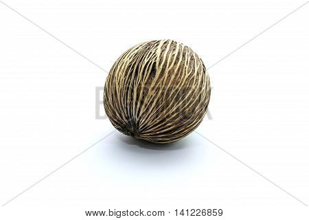 Suicide tree seed Pong pong seed or OthalangaCerbera oddloam's seed on white background
