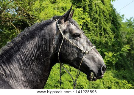 Purebred young lipizzan horse standing at rural horse farm