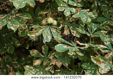 Chestnut Tree Leaves Corrupted by Cameraria Ohridella Moth