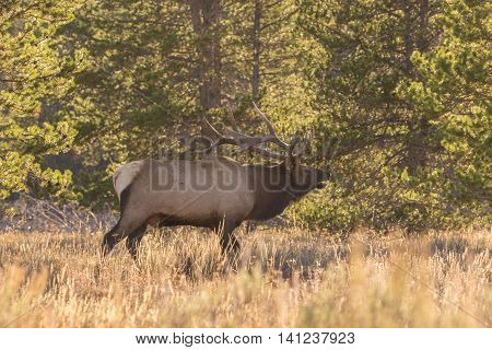 bull elk bugling backlit during the rut with pesky flies