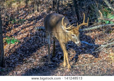 An adult white-tail buck walking down a trail during the Wisconsin deer hunting season.