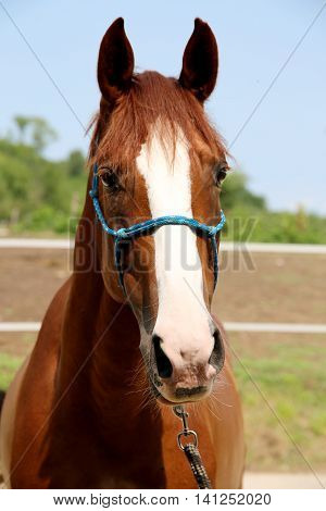 Purebred young hungarian gidran horse standing at rural horse farm
