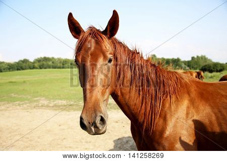 Gentle young gidran standing with homemade bridle in the summer corral