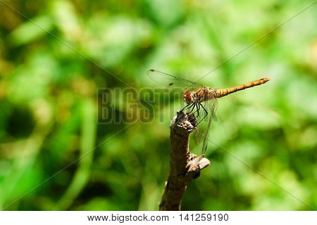Yellow Dragonfly On A Dry Twig