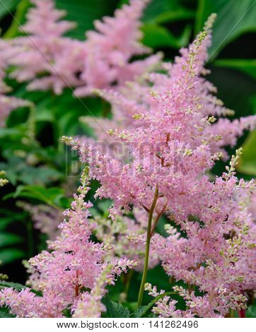 Pink inflorescences of an astilbe vertical format
