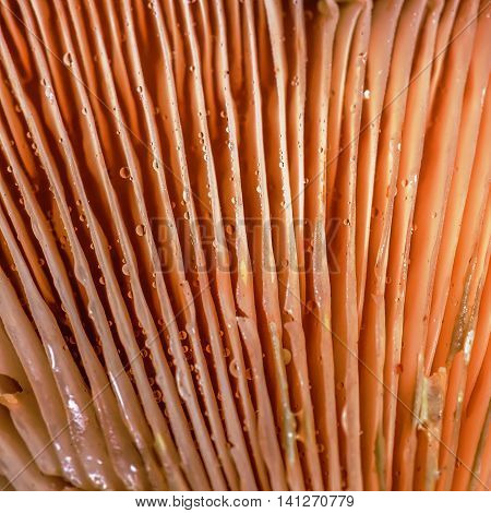Hymenophore Of Agaric. Edible Mushroom Close-up View