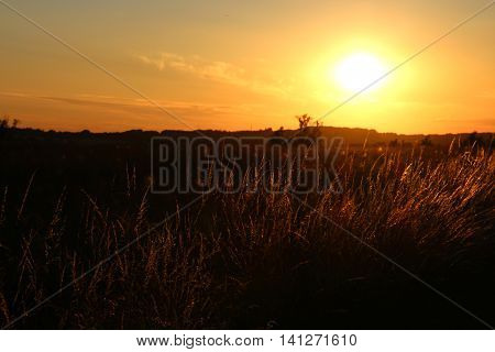 Meadow with grass straw in the sunset