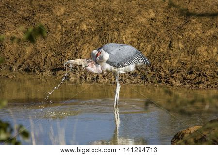 lesser adjutant (Leptoptilos javanicus), in the riverbank